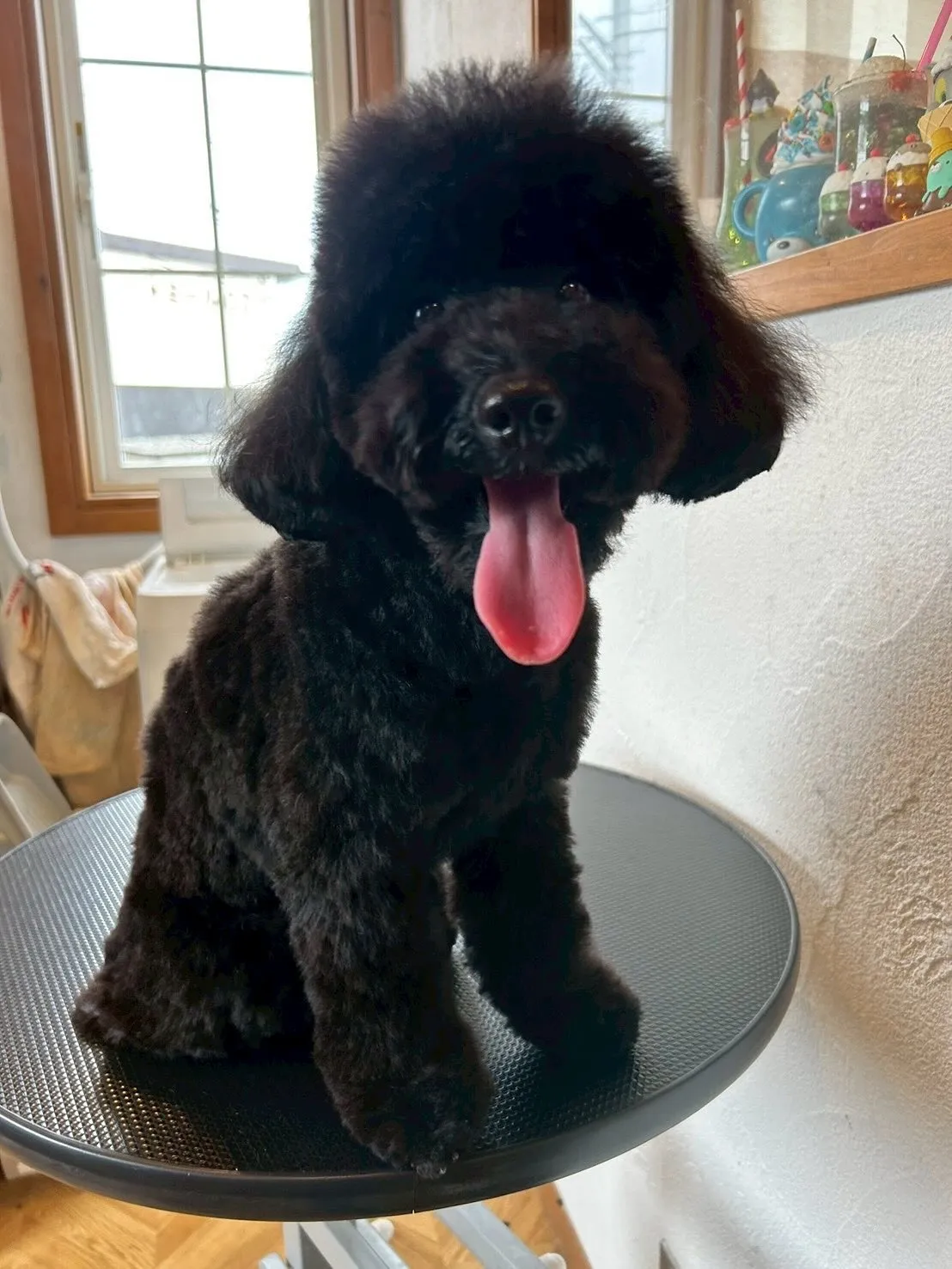 わんちゃんたちのビューティーデイ🐾✨