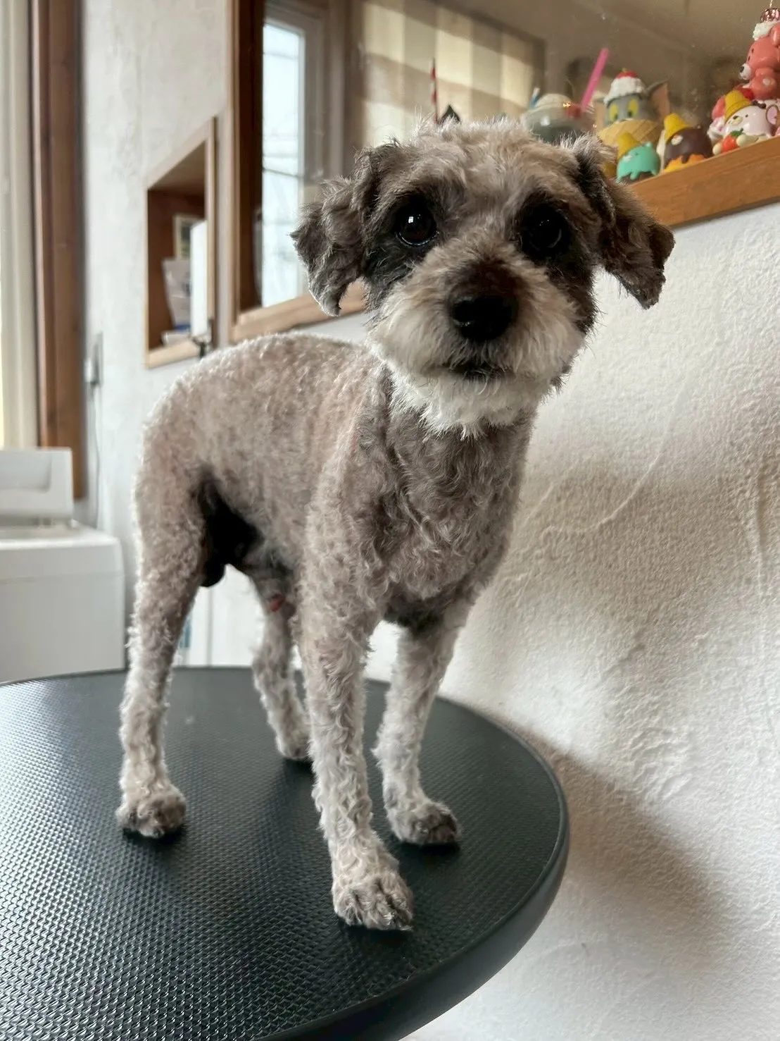 わんちゃんたちのビューティーデイ🐾✨