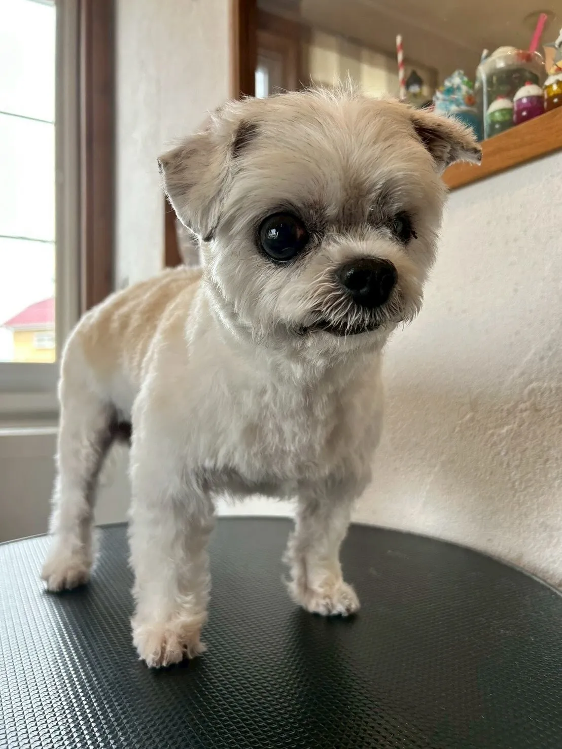 わんちゃんたちのビューティーデイ🐾✨