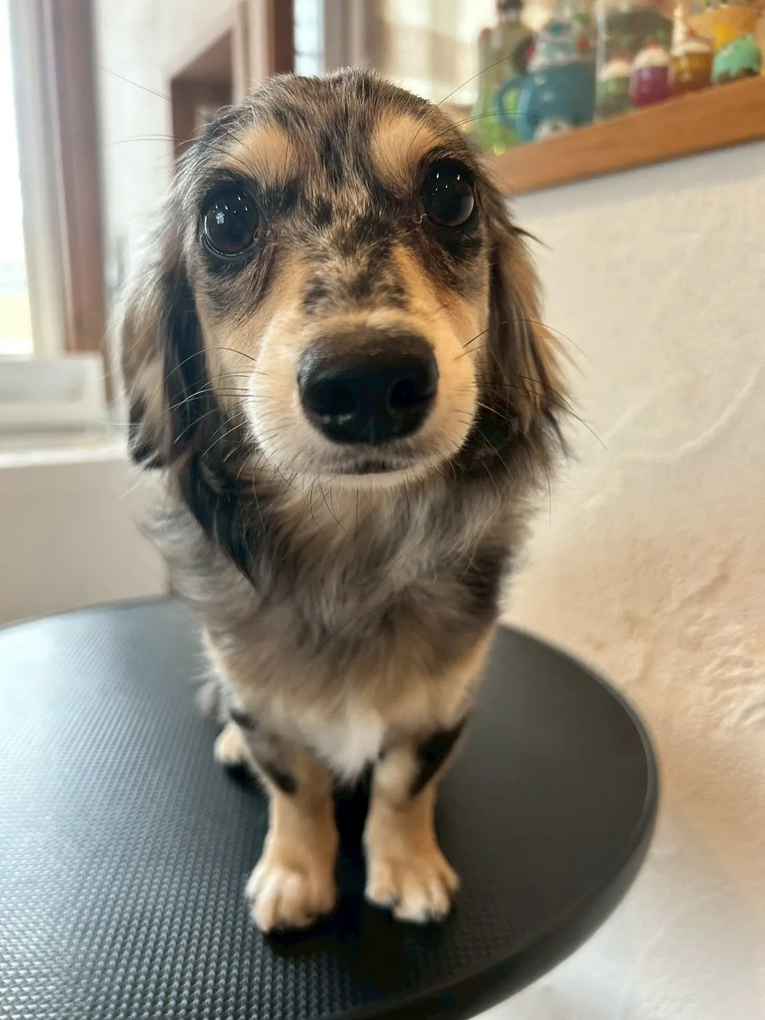 🌟ワンちゃんたちのビューティースポットへようこそ🐶✨