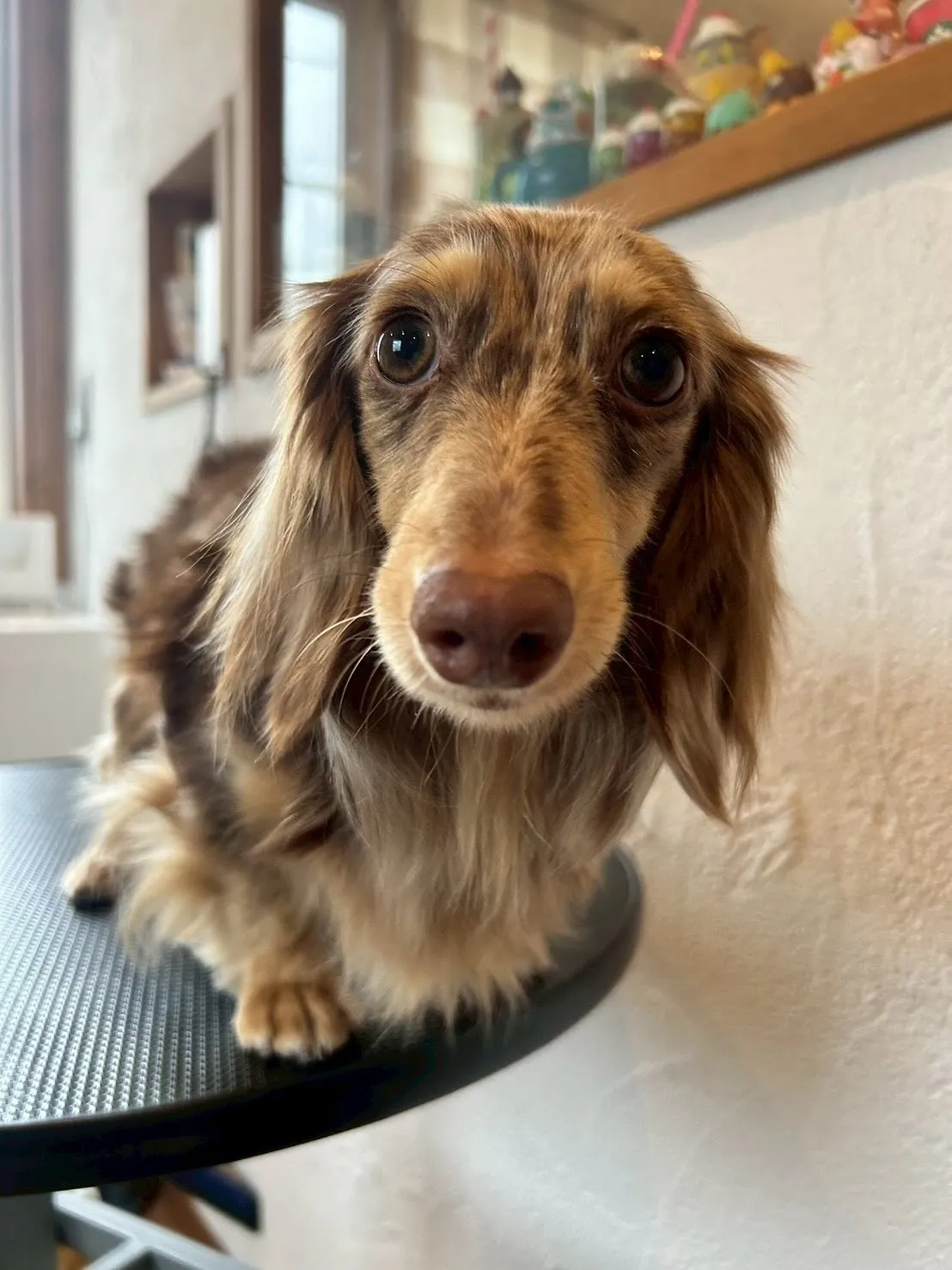 🌟ワンちゃんたちのビューティースポットへようこそ🐶✨