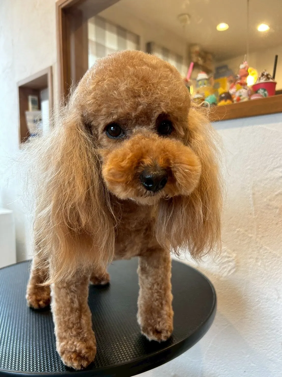 🌟ワンちゃんたちのビューティースポットへようこそ🐶✨