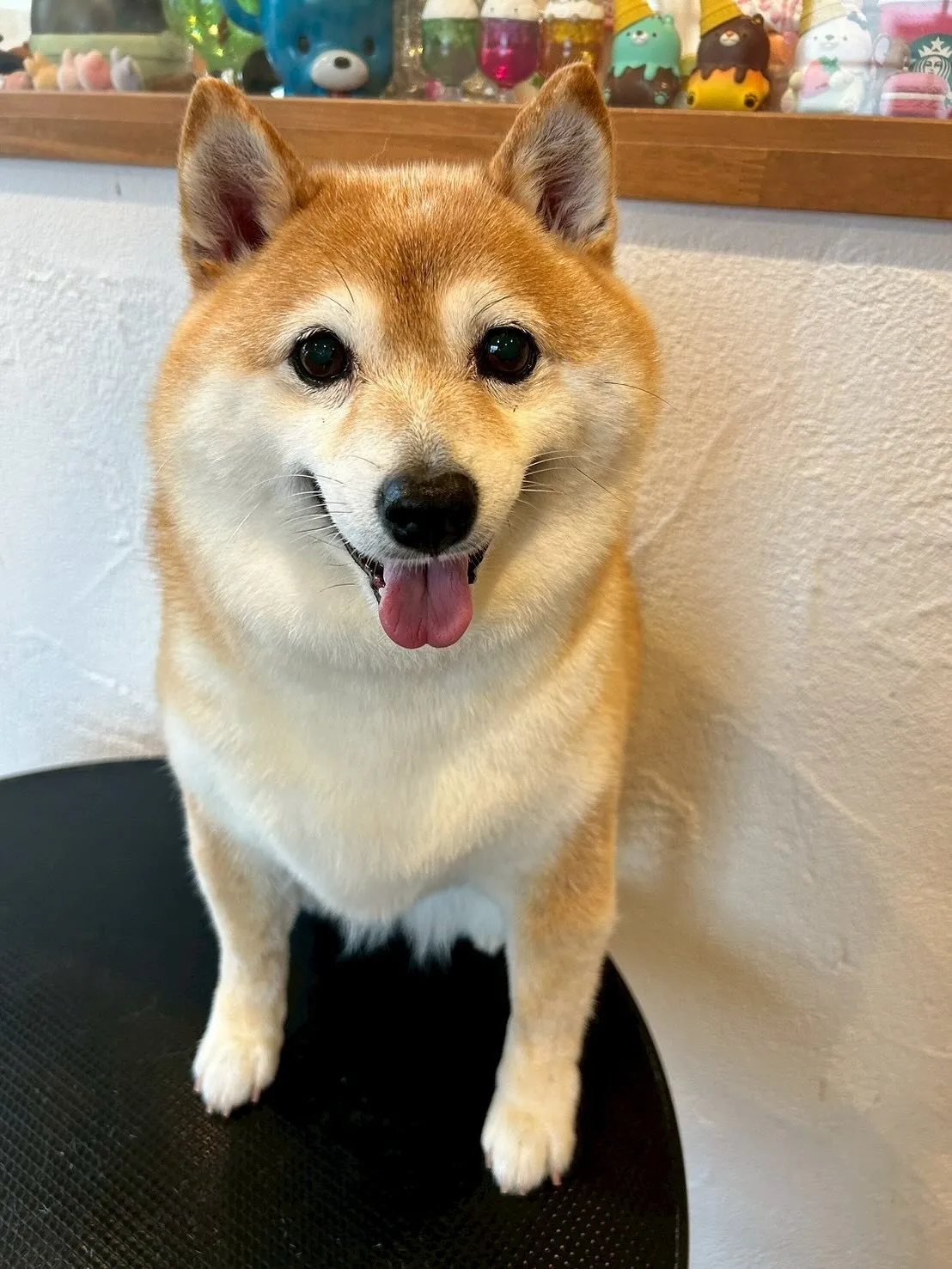 🌟ワンちゃんたちのビューティースポットへようこそ🐶✨