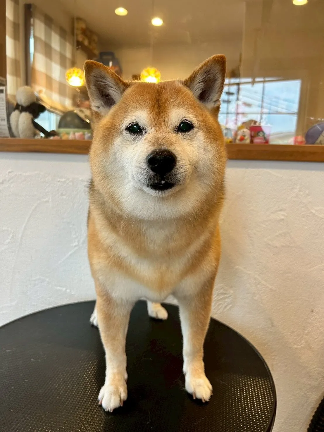 🌟ワンちゃんたちのビューティースポットへようこそ🐶✨