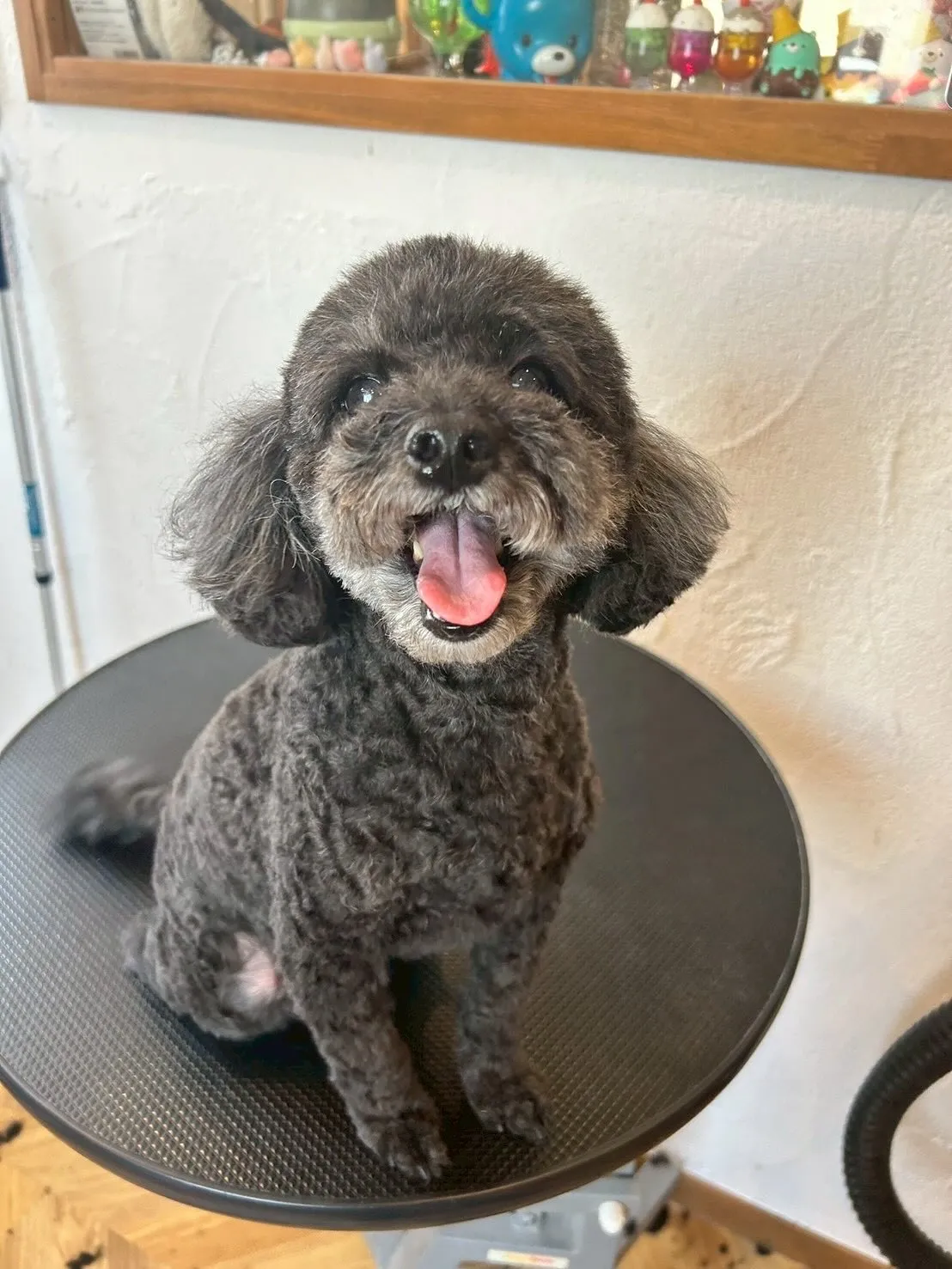 今日もトリミングデー！🌼✨