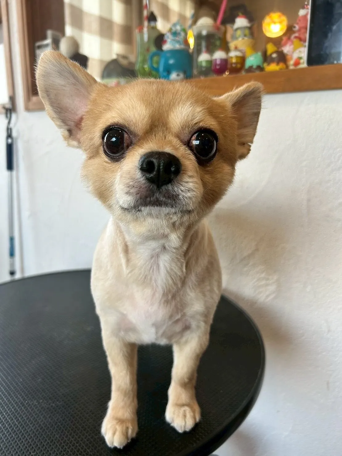 今日もトリミングデー！🌼✨