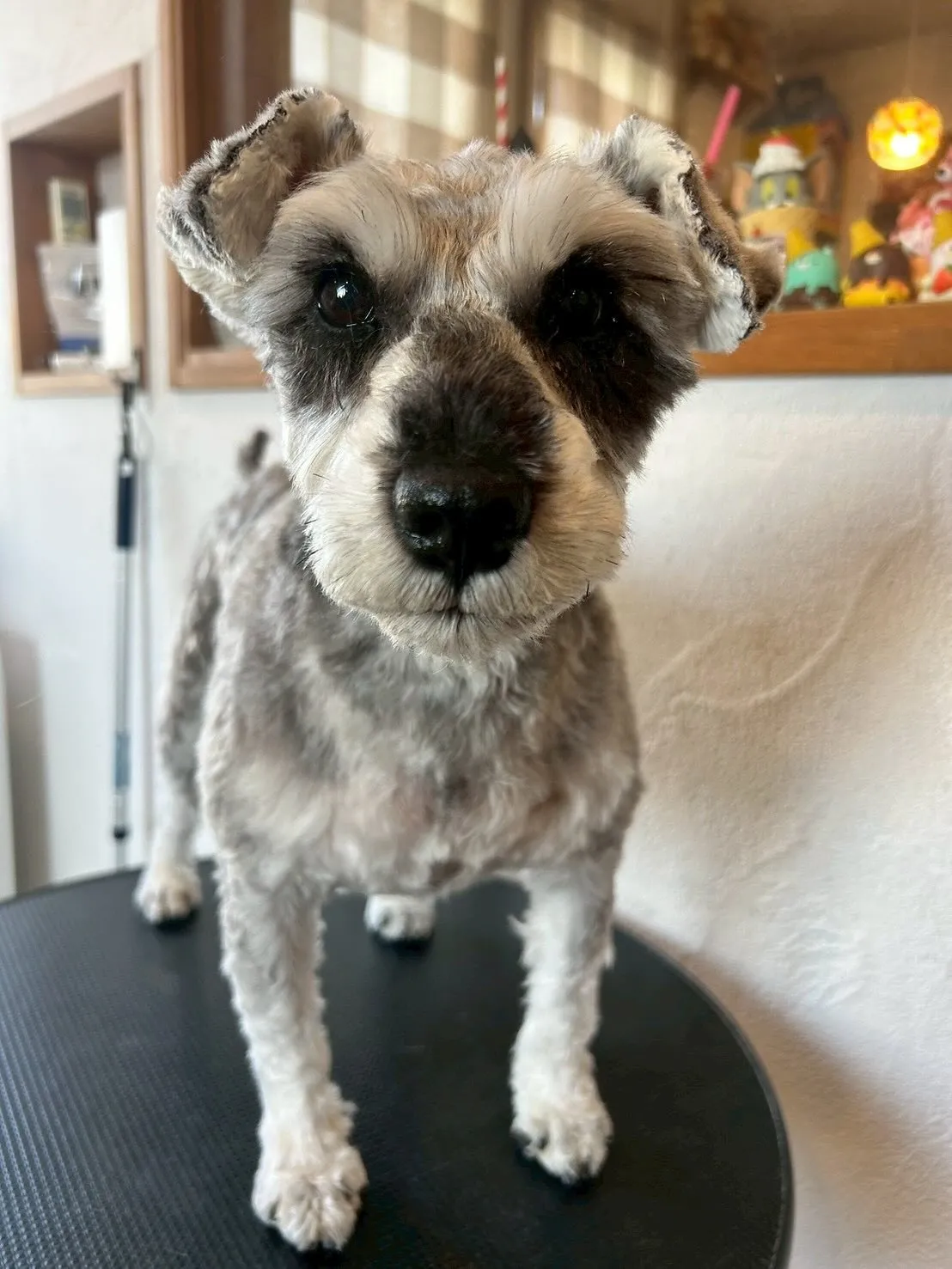 今日もトリミングデー！🌼✨