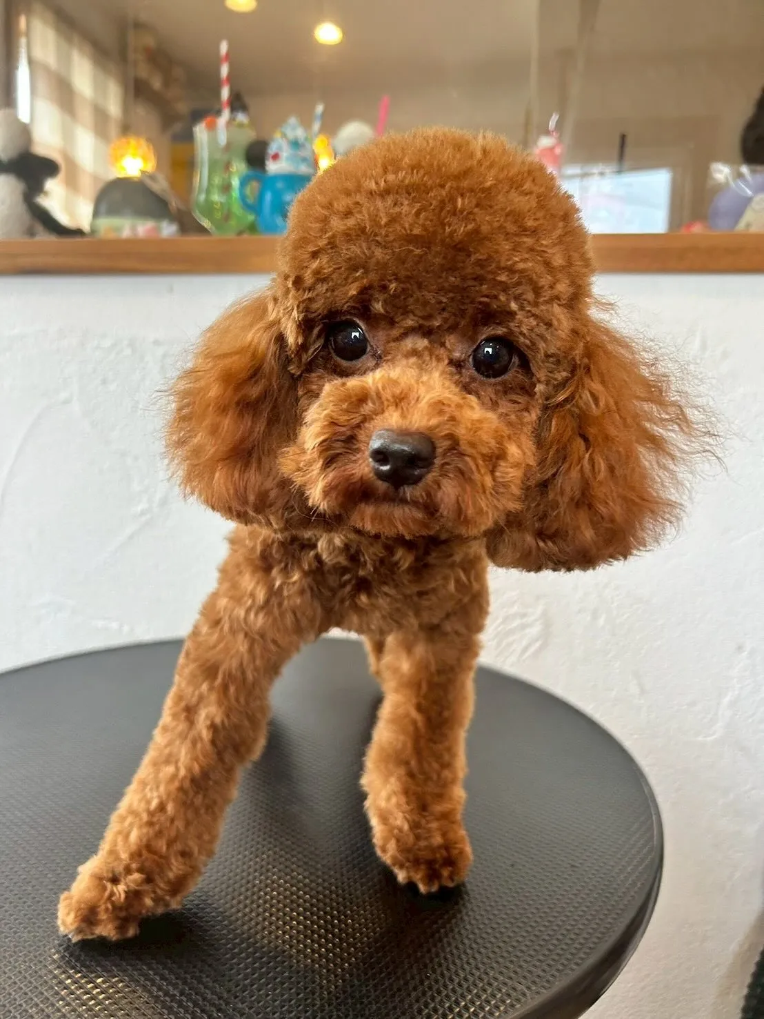 🐾✨モフモフなワンちゃんたちが大集合!