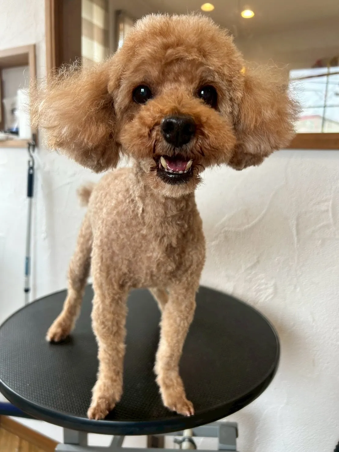 🐾✨モフモフなワンちゃんたちが大集合!