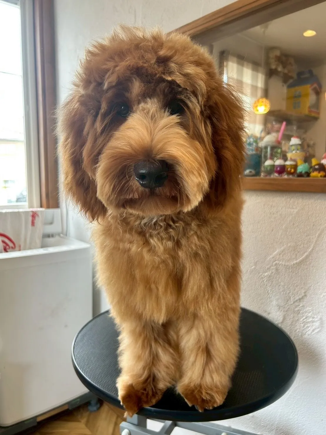 ✨ワンちゃんたちのトリミングストーリーをお届けするよ!✨