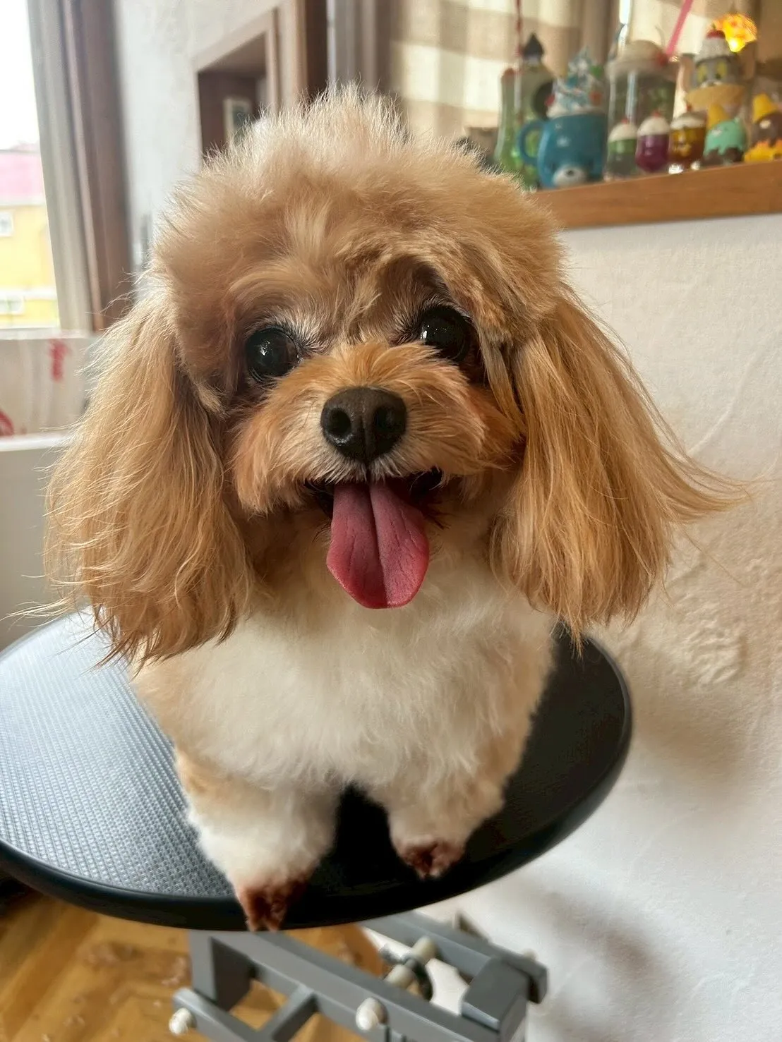 ✨ワンちゃんたちのトリミングストーリーをお届けするよ!✨