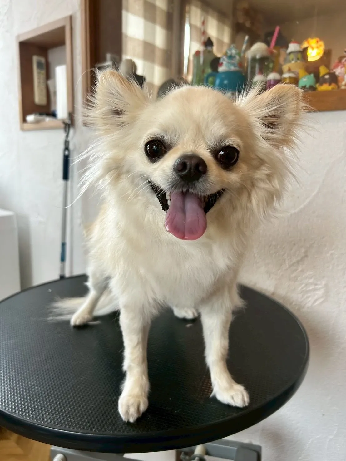 ✨ワンちゃんたちのトリミングストーリーをお届けするよ!✨