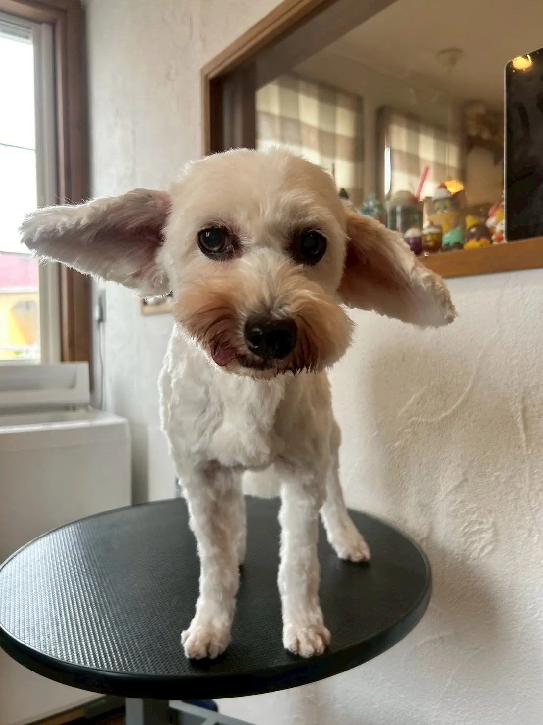 ✨ワンちゃんたちのトリミングストーリーをお届けするよ!✨