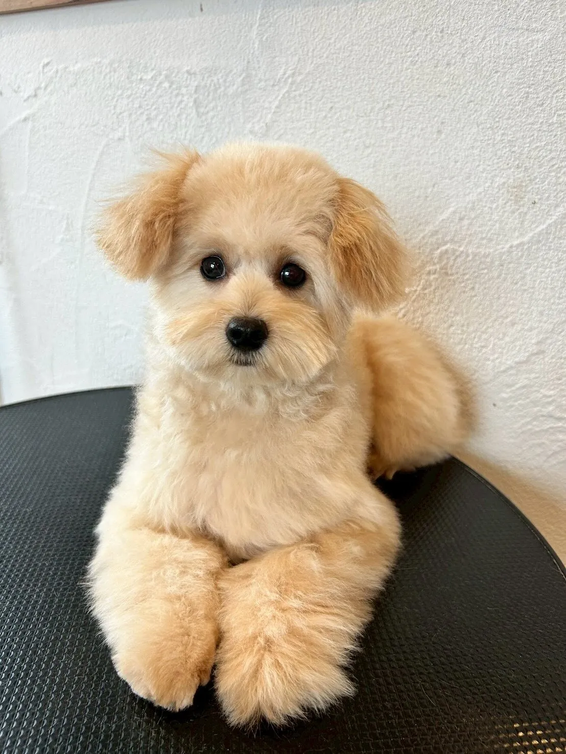 🐾✂️ 今日も素敵なお友達でいっぱいです!