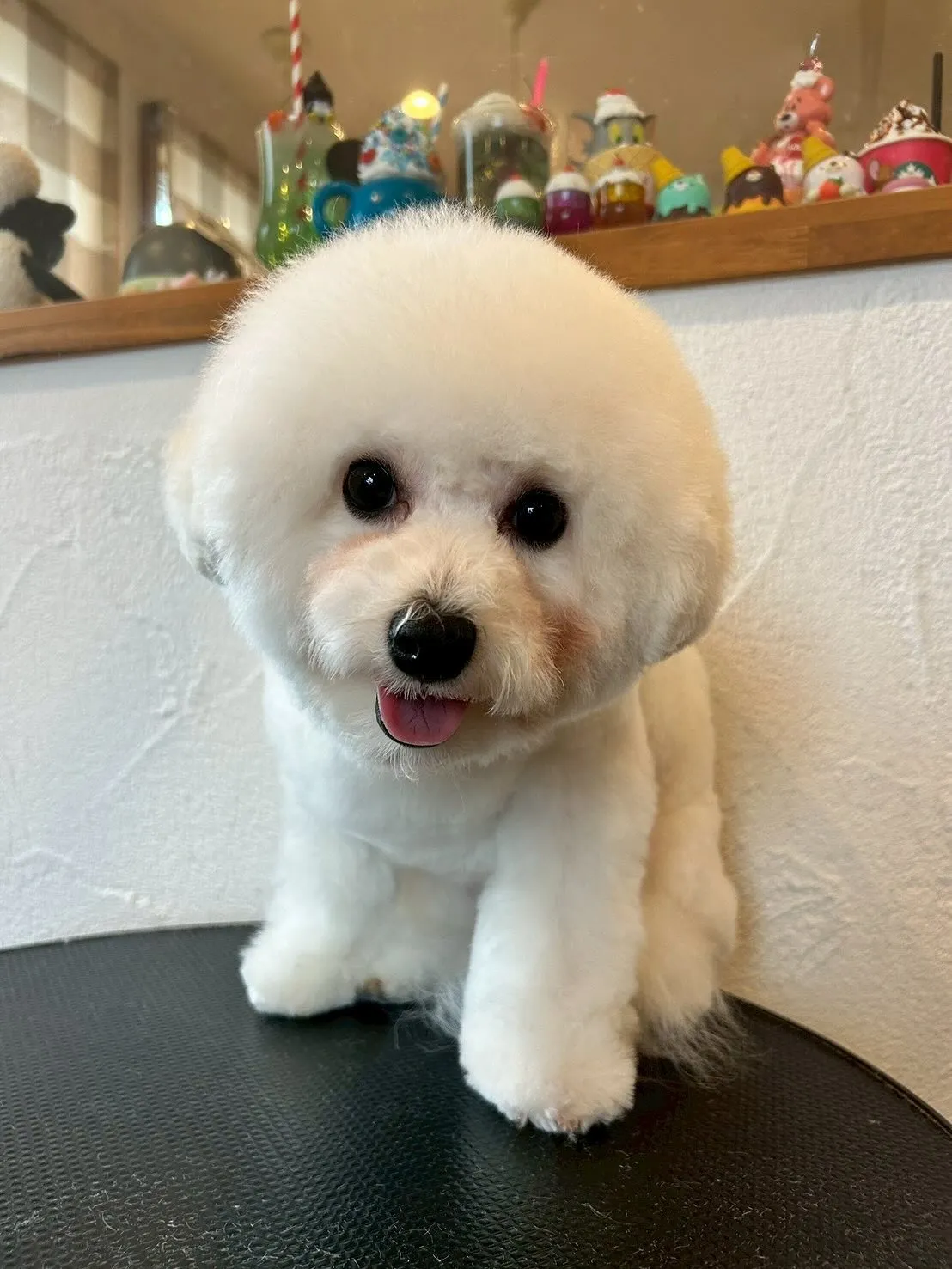 🐾✂️ 今日も素敵なお友達でいっぱいです!