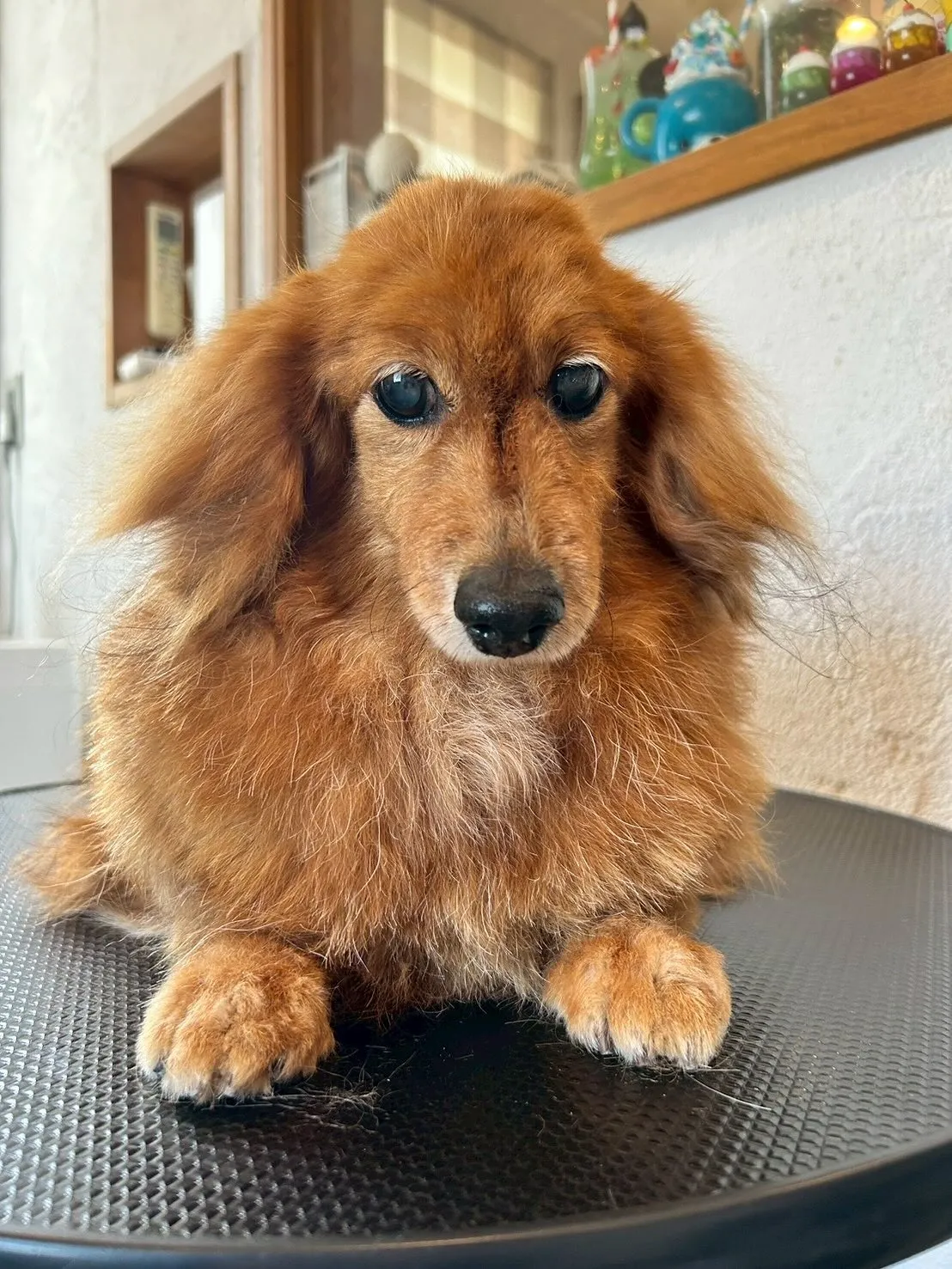 トリミングサロンのスペシャルデイ！🌟