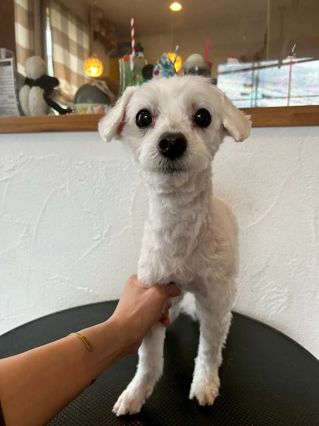 トリミングサロンのスペシャルデイ！🌟