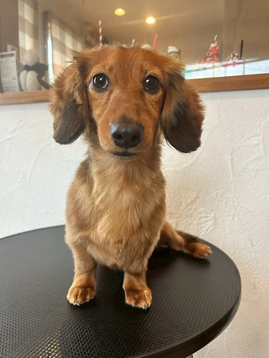 トリミングサロンのスペシャルデイ！🌟