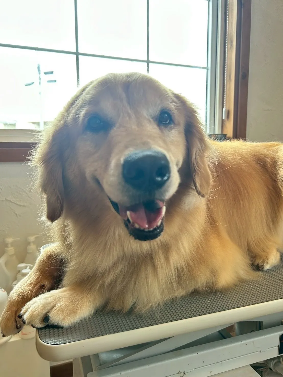 初めてのお友達、プードルのココちゃん🐩とってもお利口さんでし...