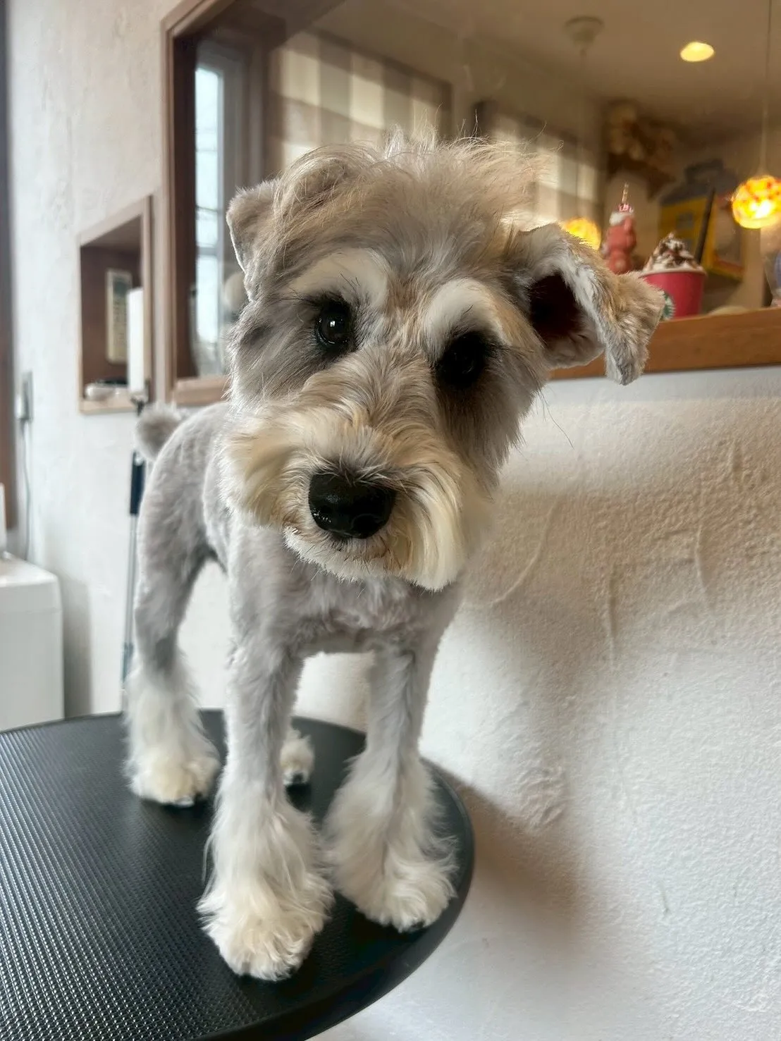 初めてのお友達、プードルのココちゃん🐩とってもお利口さんでし...