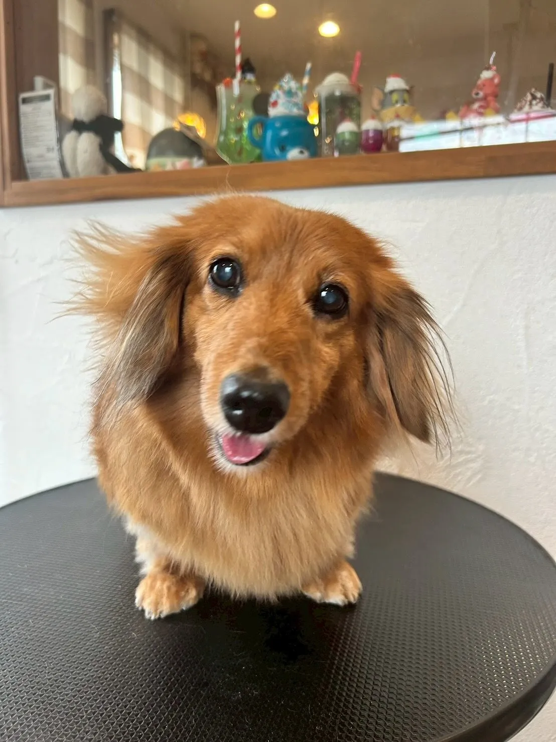 初めてのお友達、プードルのココちゃん🐩とってもお利口さんでし...