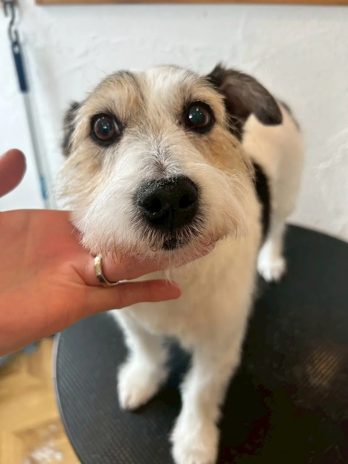 ✨🐾ワンちゃん大好きトリミングサロンからトリミング情報をお届...