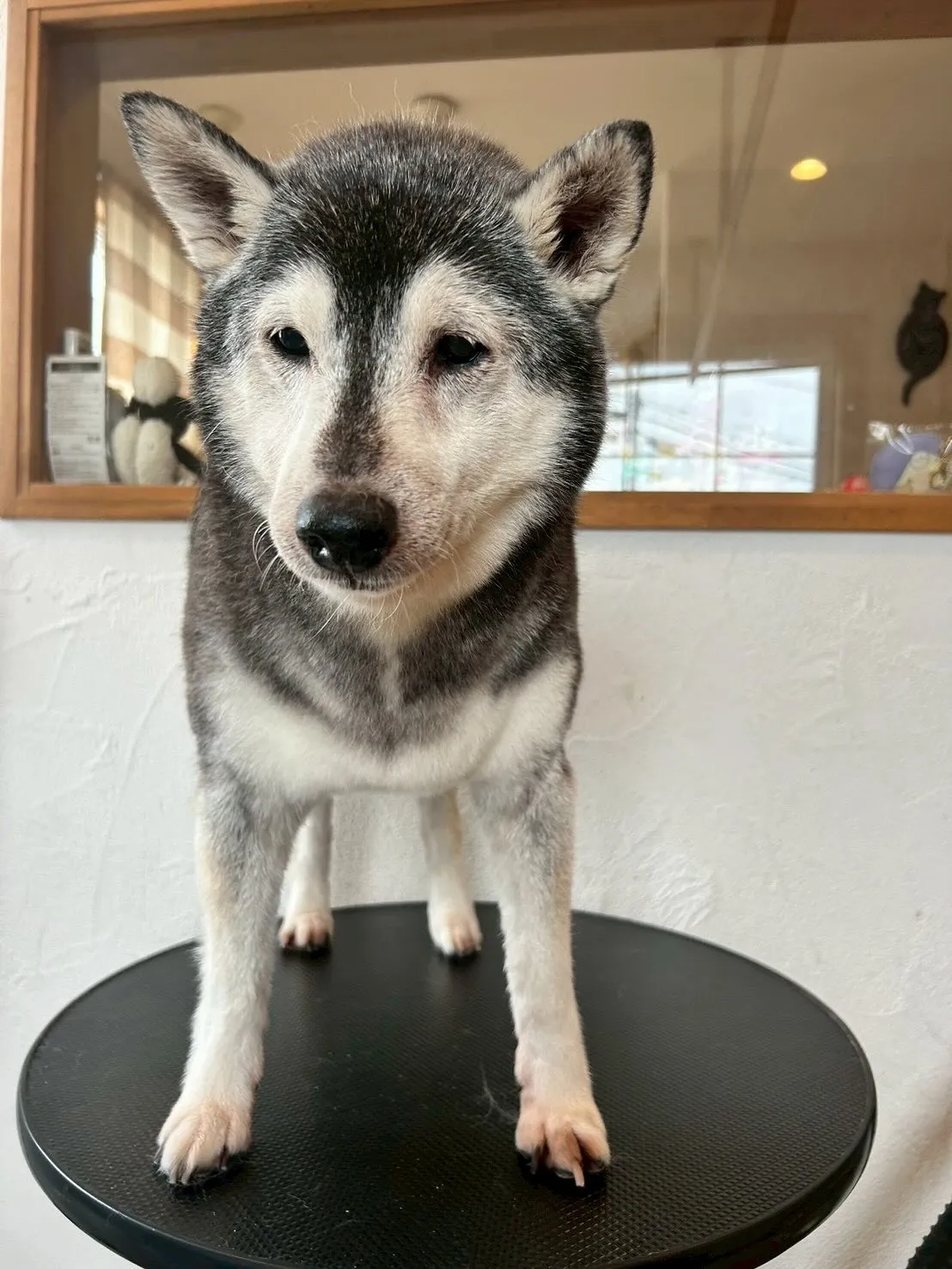 ✨🐾ワンちゃん大好きトリミングサロンからトリミング情報をお届...