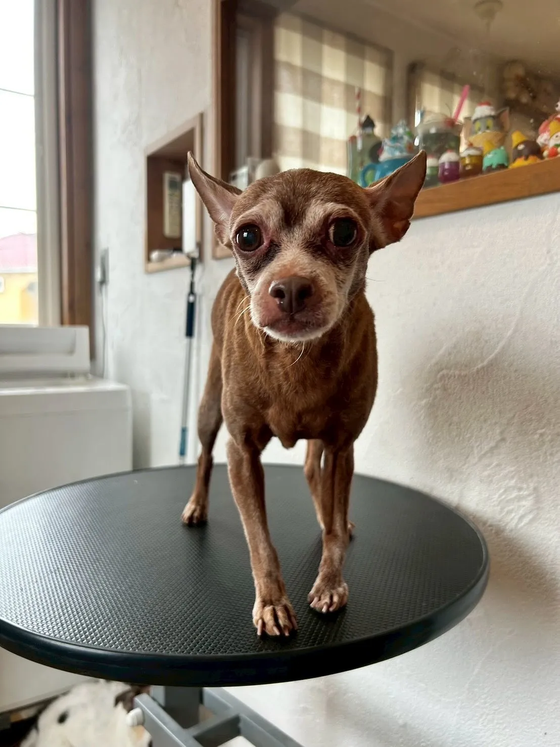 ✨🐾ワンちゃん大好きトリミングサロンからトリミング情報をお届...