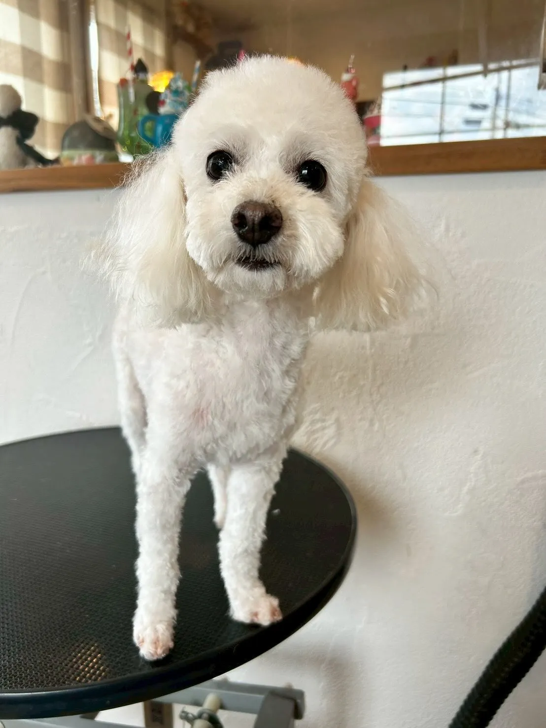 ✨🐾ワンちゃん大好きトリミングサロンからトリミング情報をお届...