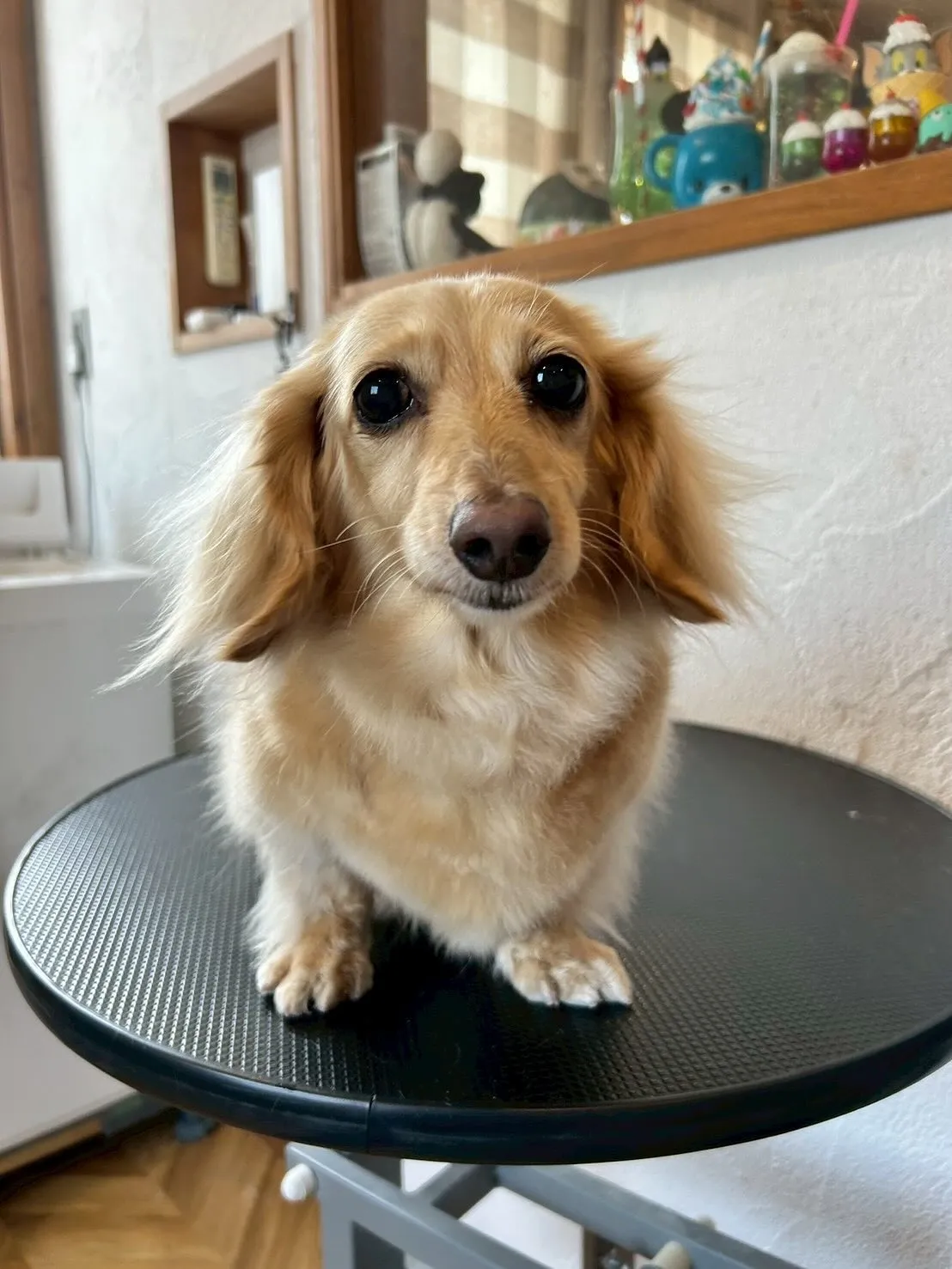 🎉ワンちゃんたちのおしゃれをサポート!🐶💇♂️