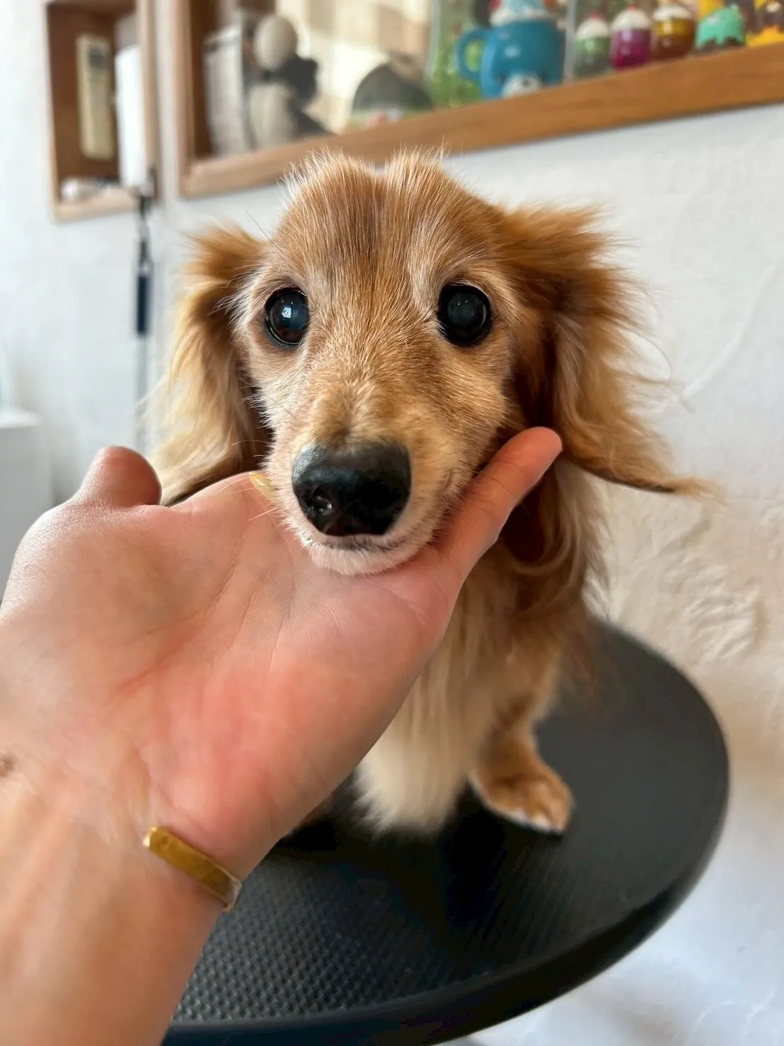 🎉ワンちゃんたちのおしゃれをサポート!🐶💇♂️