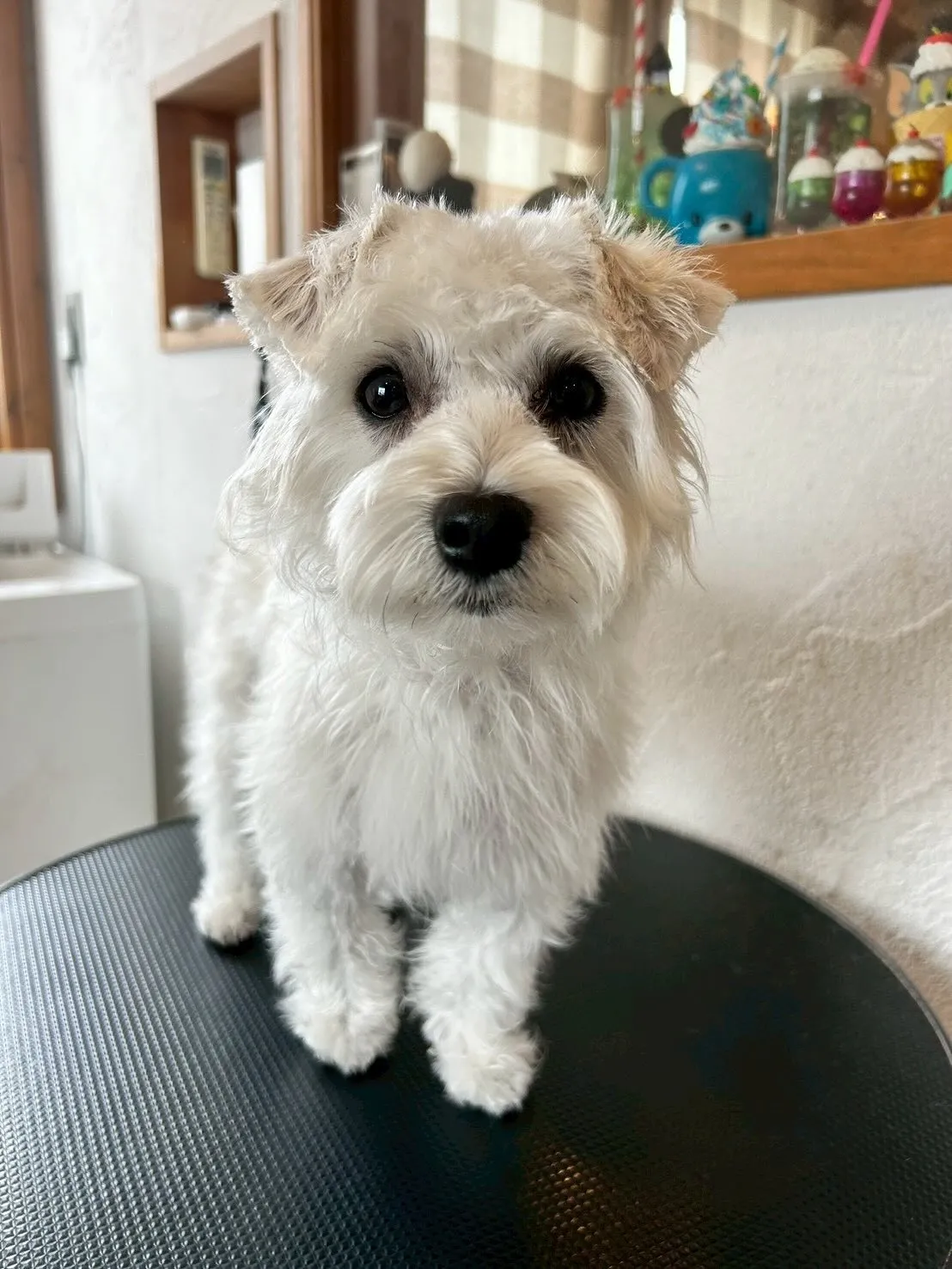 🎉ワンちゃんたちのおしゃれをサポート!🐶💇♂️