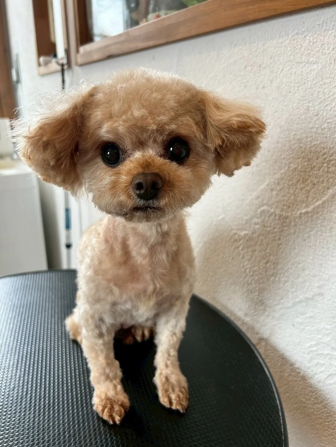 🎉ワンちゃんたちのおしゃれをサポート!🐶💇♂️