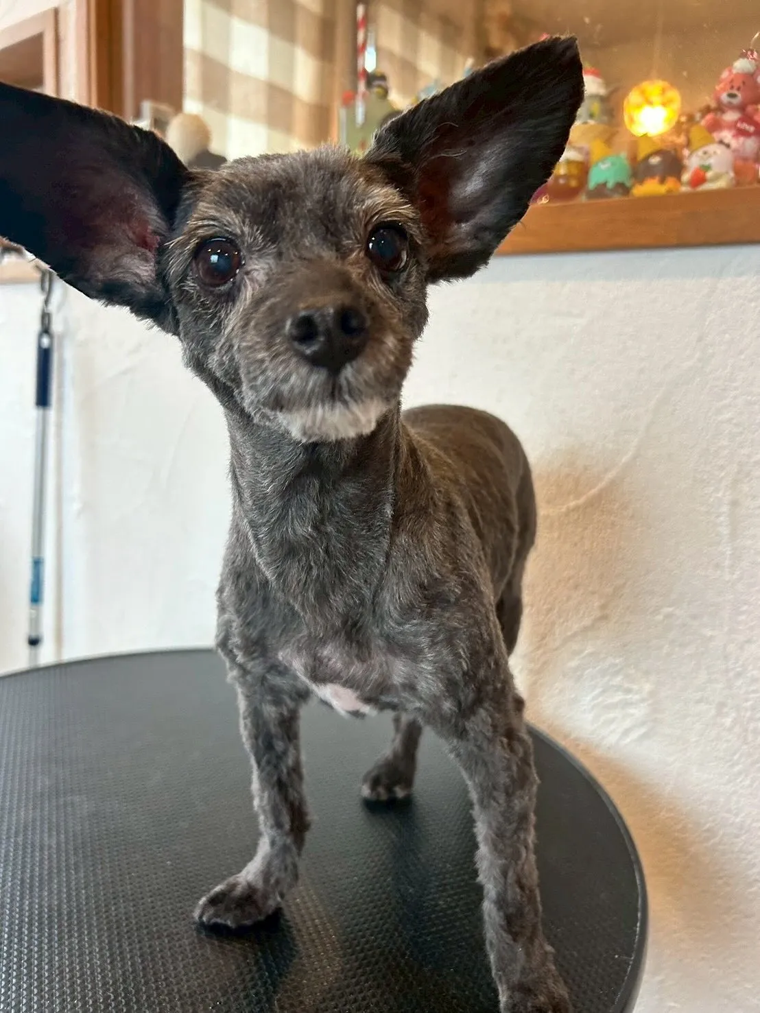 🐾🎀【トリミングサロンの素敵なビフォーアフター】🎀🐾