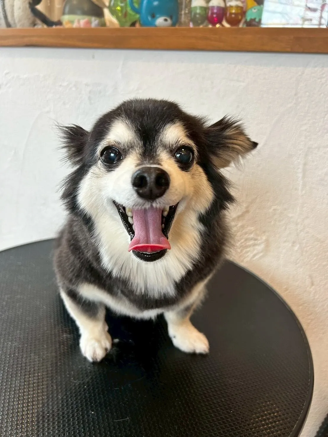🐾🎀【トリミングサロンの素敵なビフォーアフター】🎀🐾