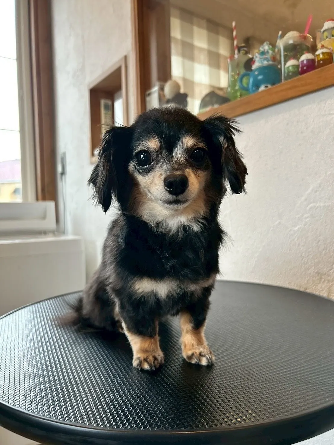 🐾🎀【トリミングサロンの素敵なビフォーアフター】🎀🐾