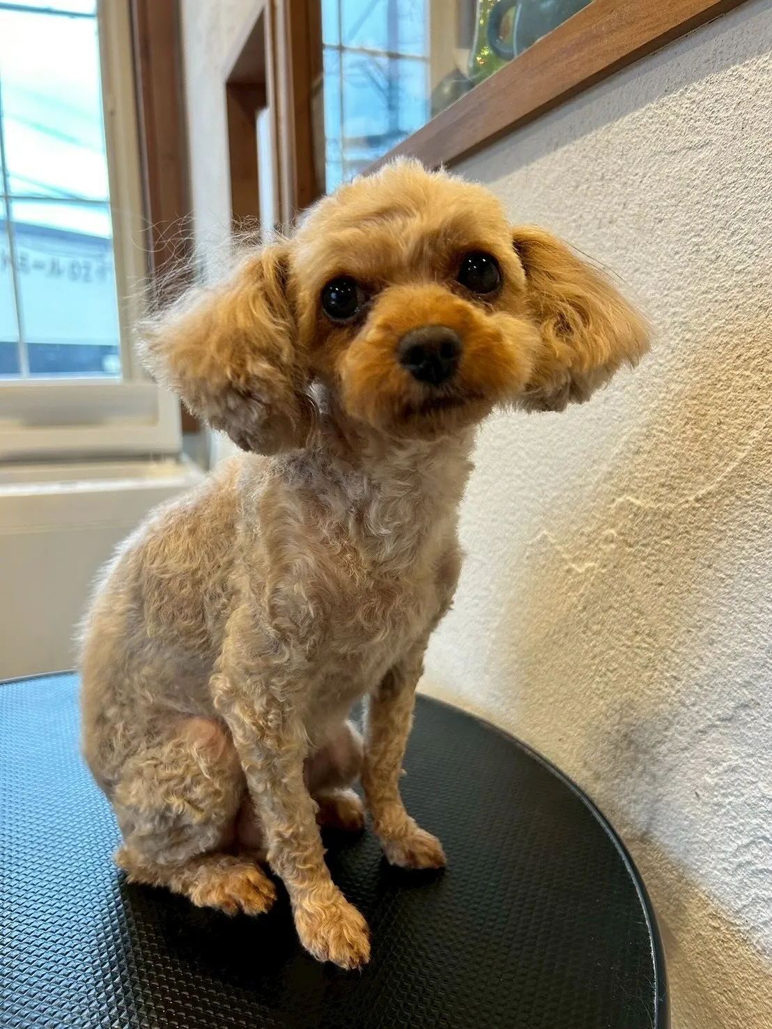 🐾🎀【トリミングサロンの素敵なビフォーアフター】🎀🐾