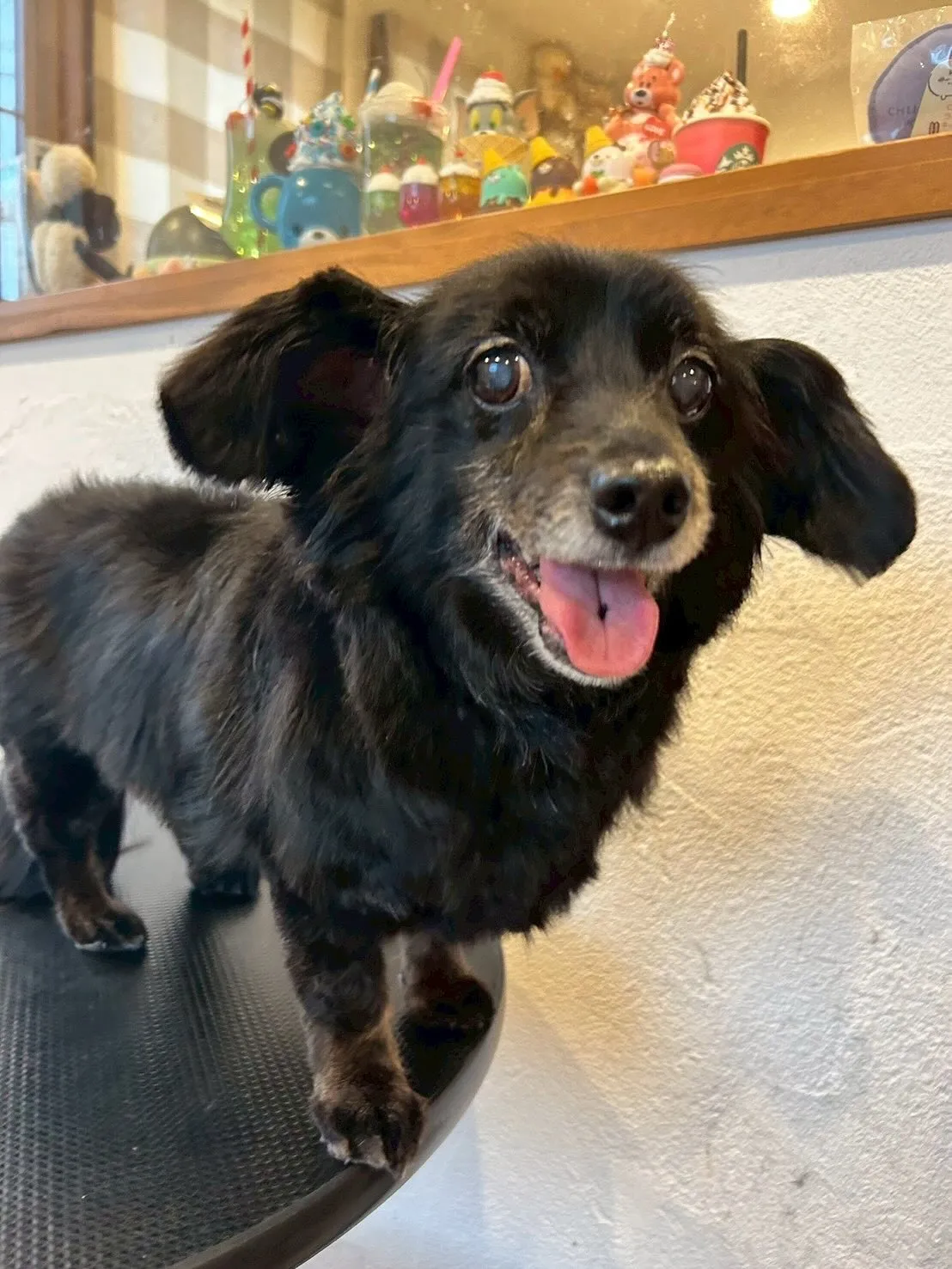 🐾🎀【トリミングサロンの素敵なビフォーアフター】🎀🐾