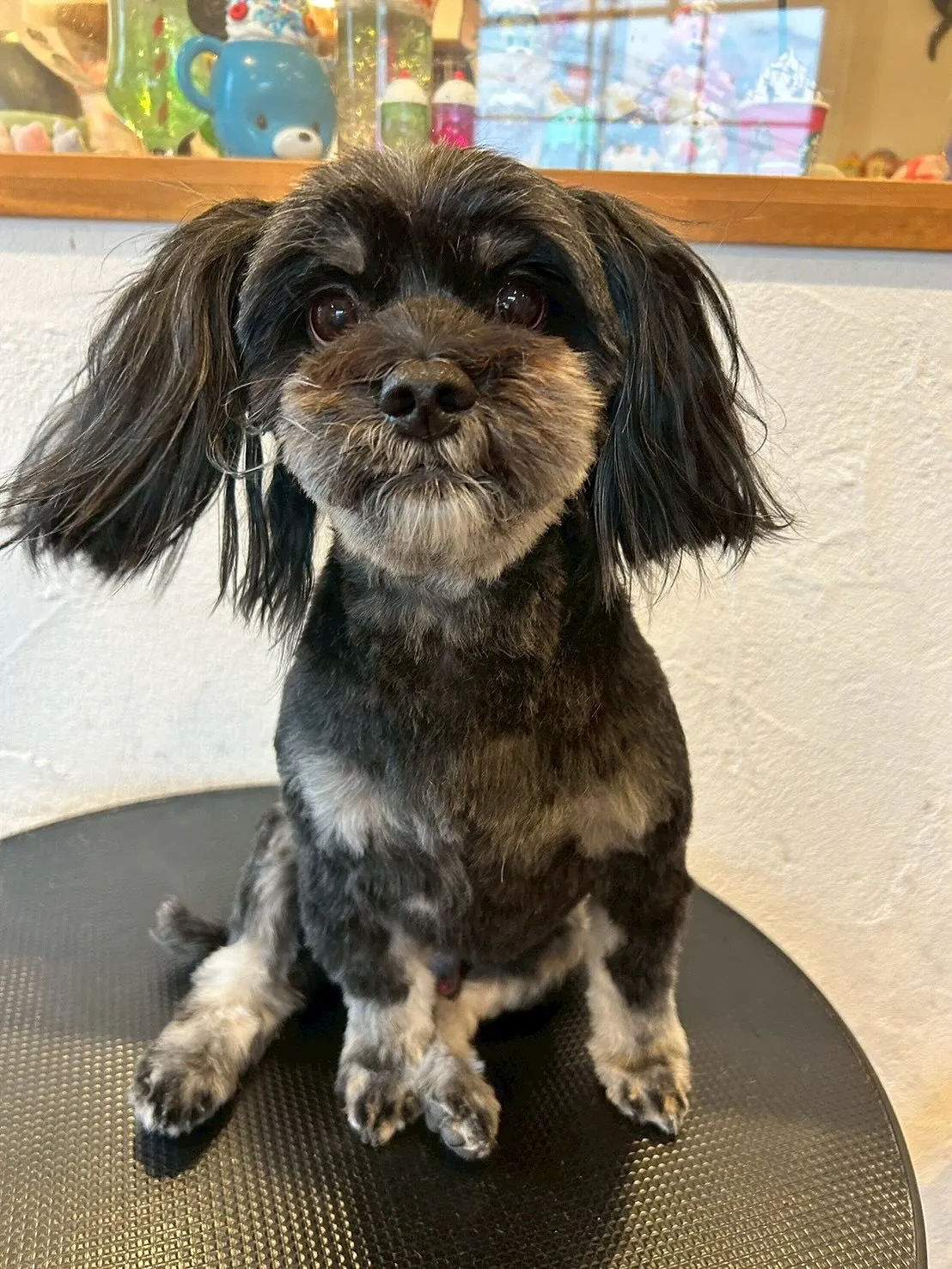 わんちゃん大好きトリミングサロンです！