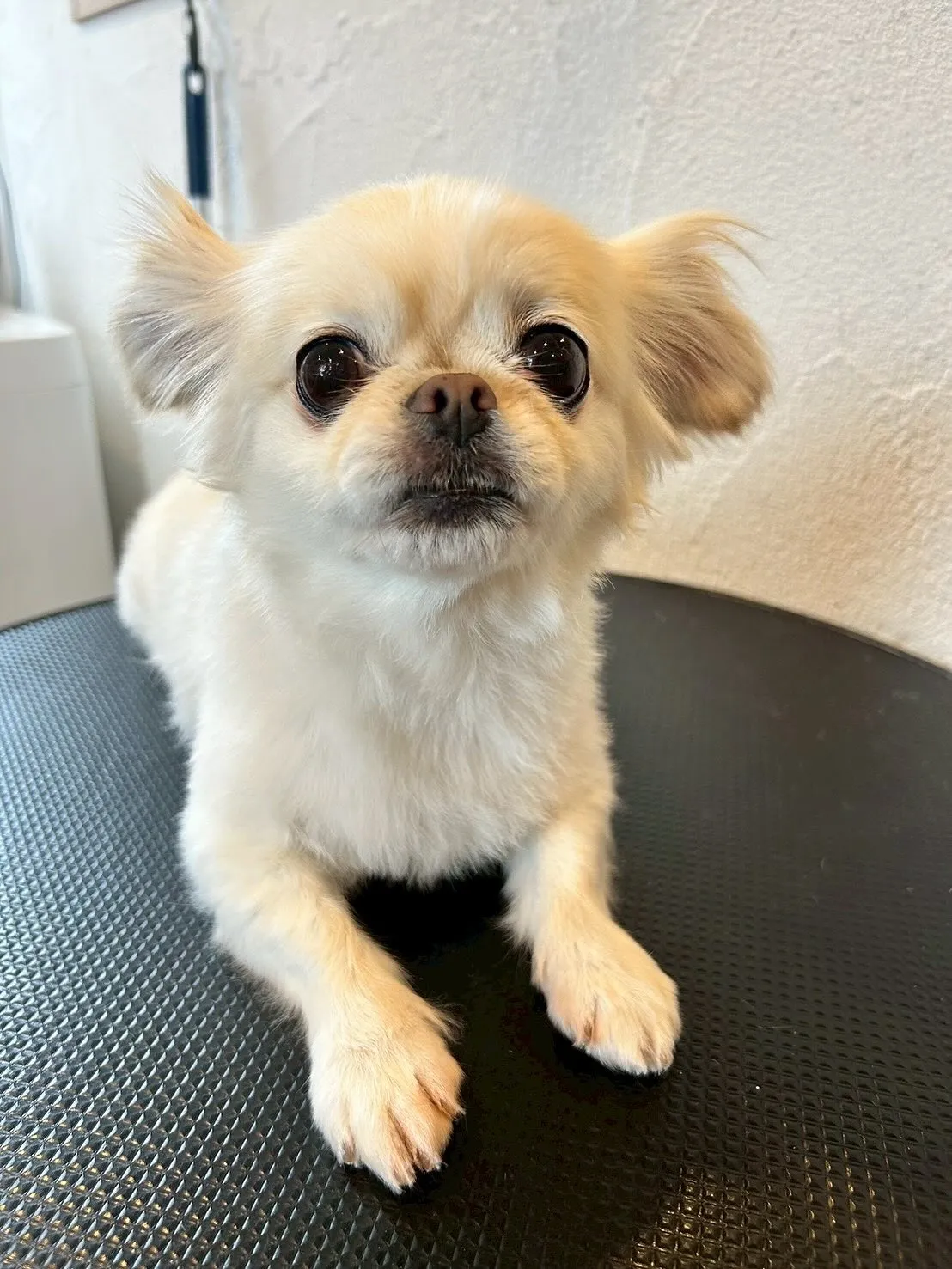 わんちゃん大好きトリミングサロンです！