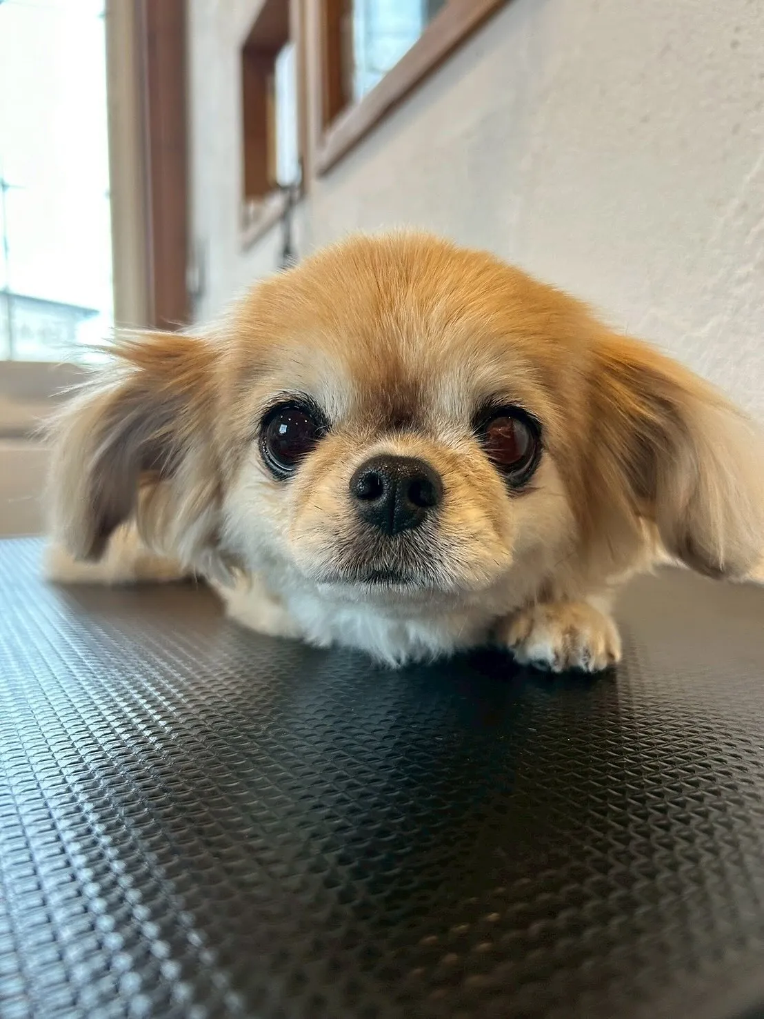 わんちゃん大好きトリミングサロンです！