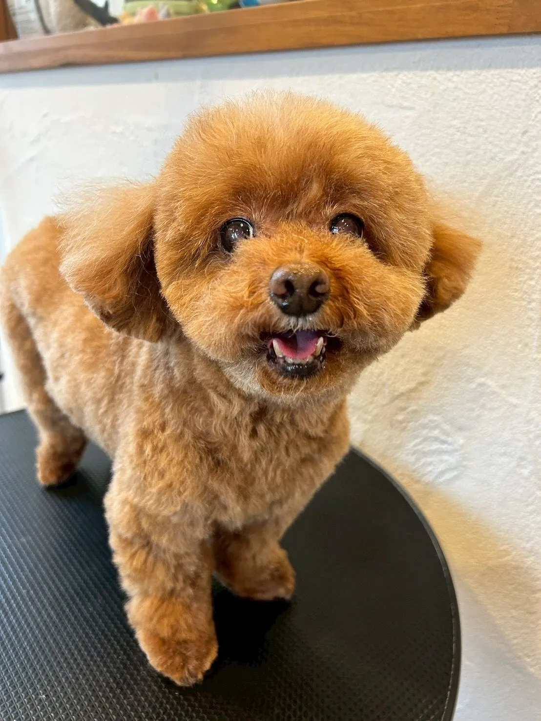 わんちゃん大好きトリミングサロンです！