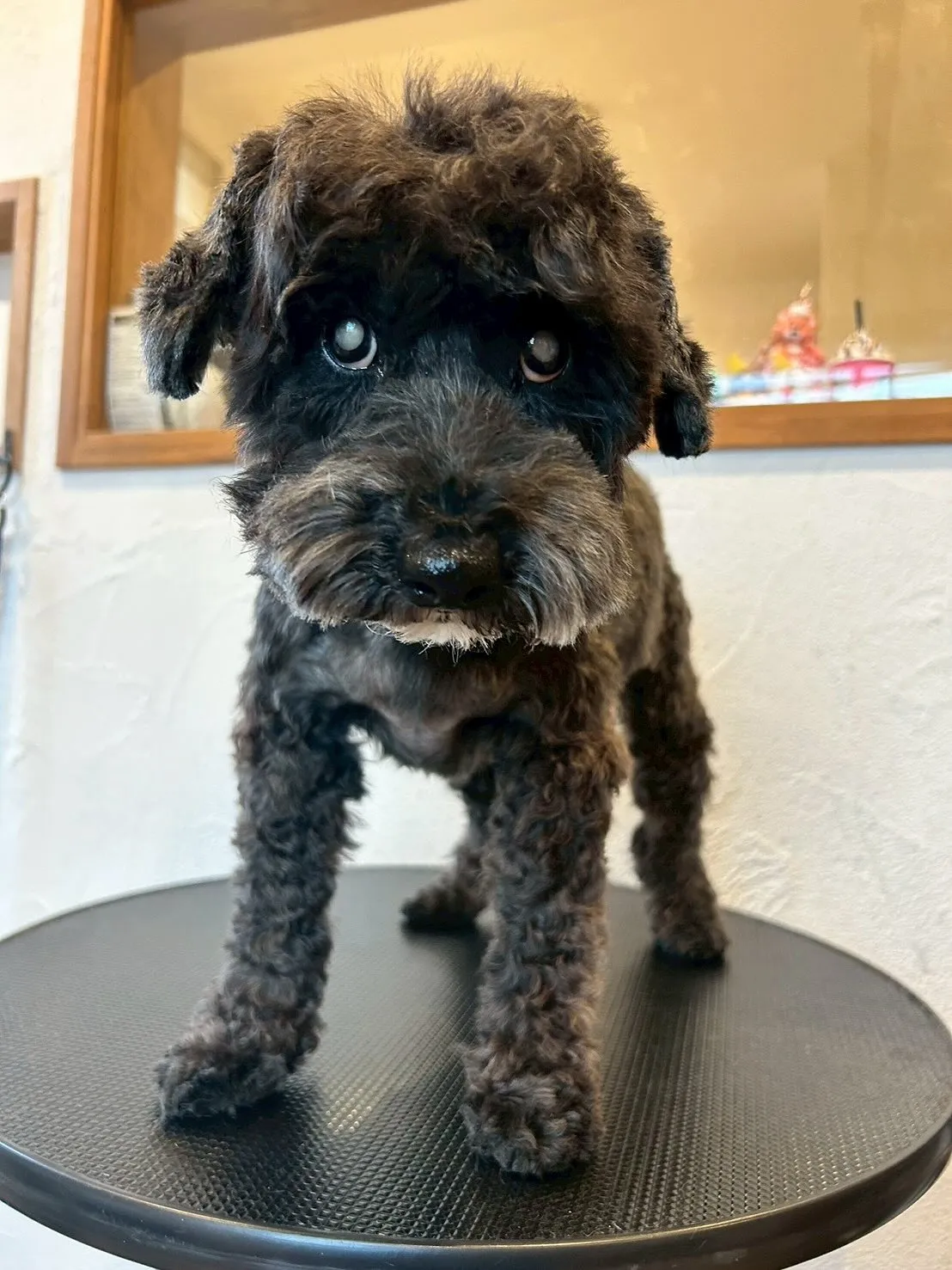 わんちゃん大好きトリミングサロンです！