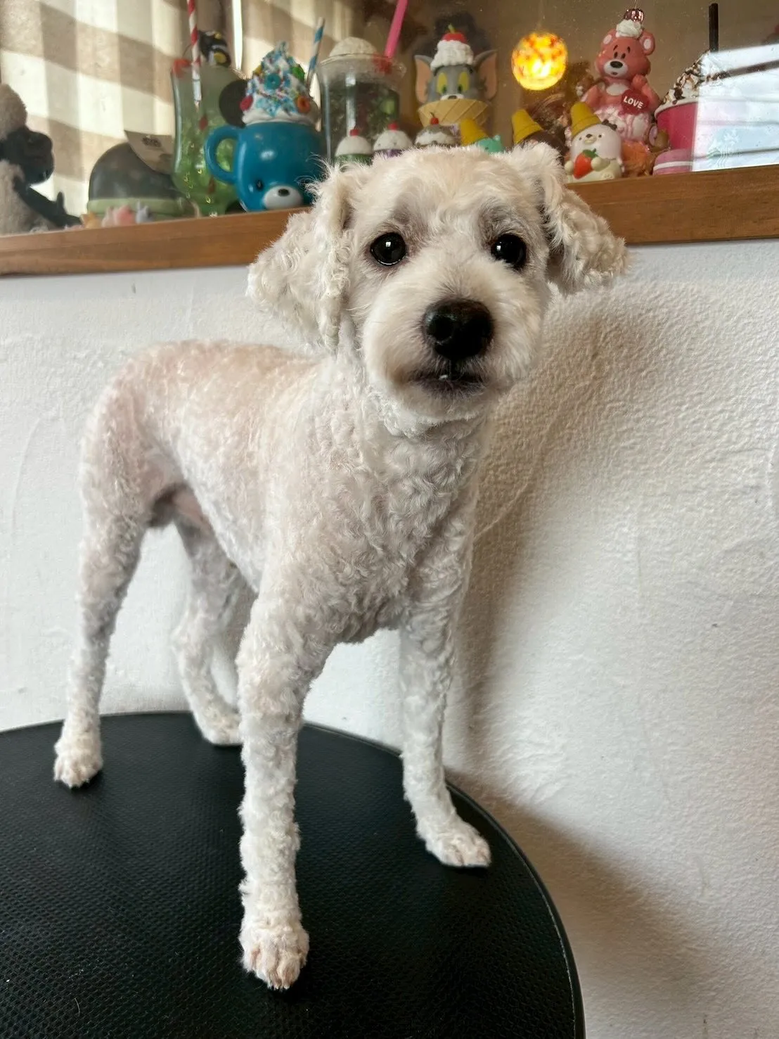 トリミングサロンでプードル祭りだよ🎉✨