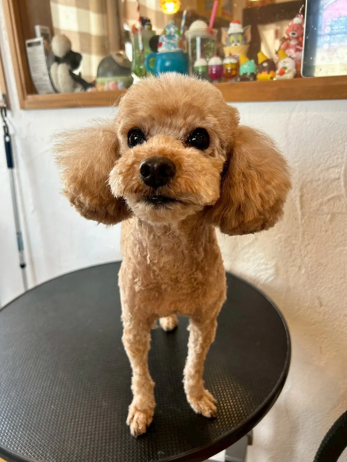トリミングサロンでプードル祭りだよ🎉✨