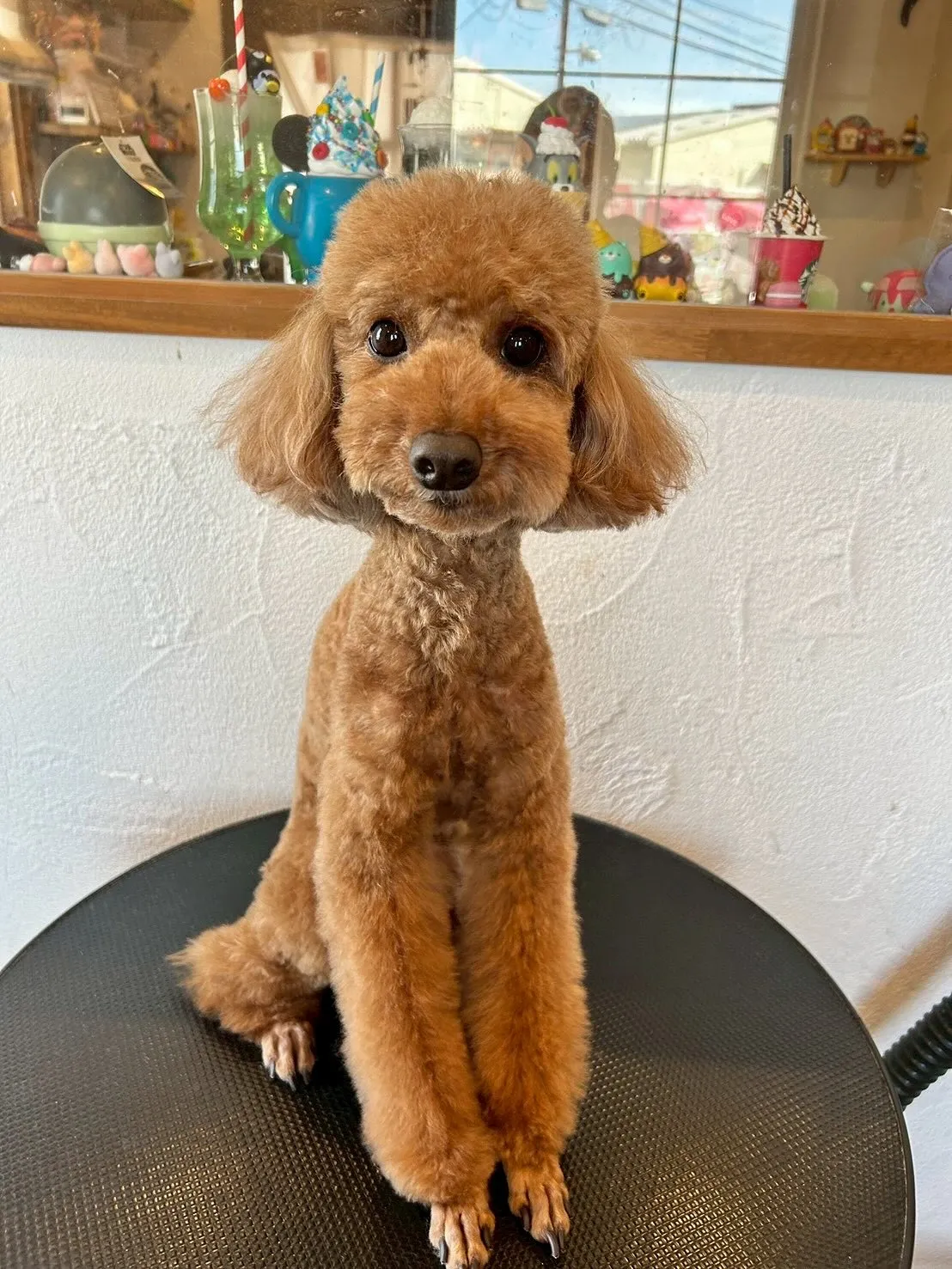 トリミングサロンでプードル祭りだよ🎉✨