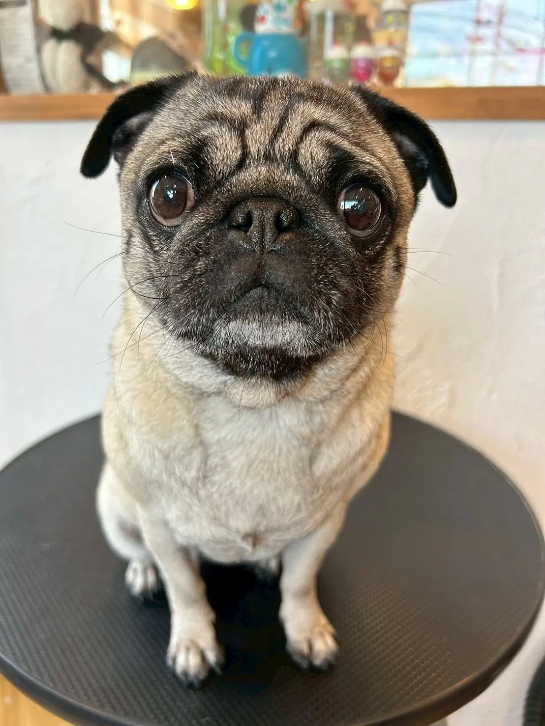 まずは、プードルのおもちちゃん!🐩