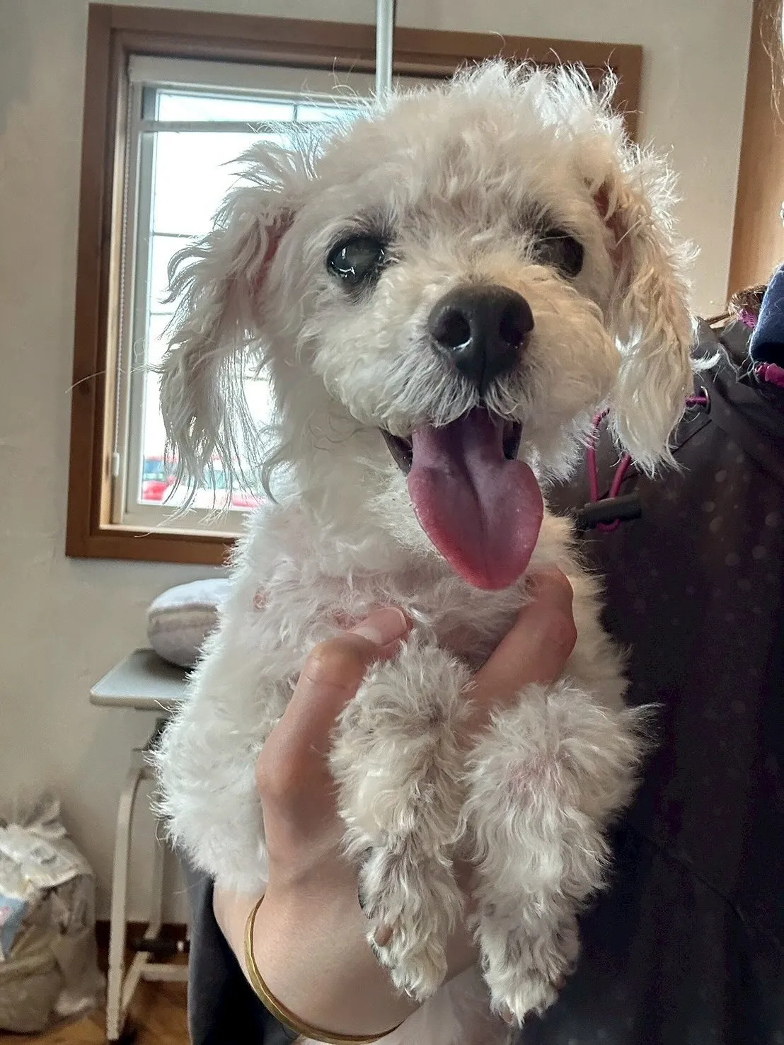 まずは、プードルのおもちちゃん!🐩