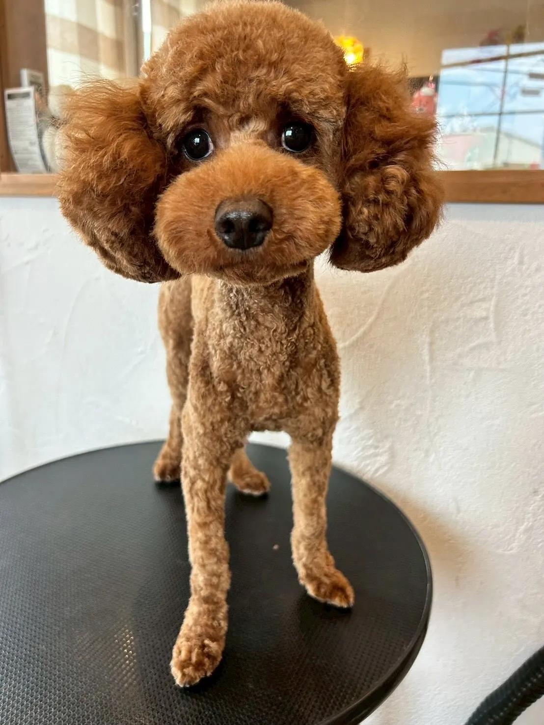 まずは、プードルのおもちちゃん!🐩