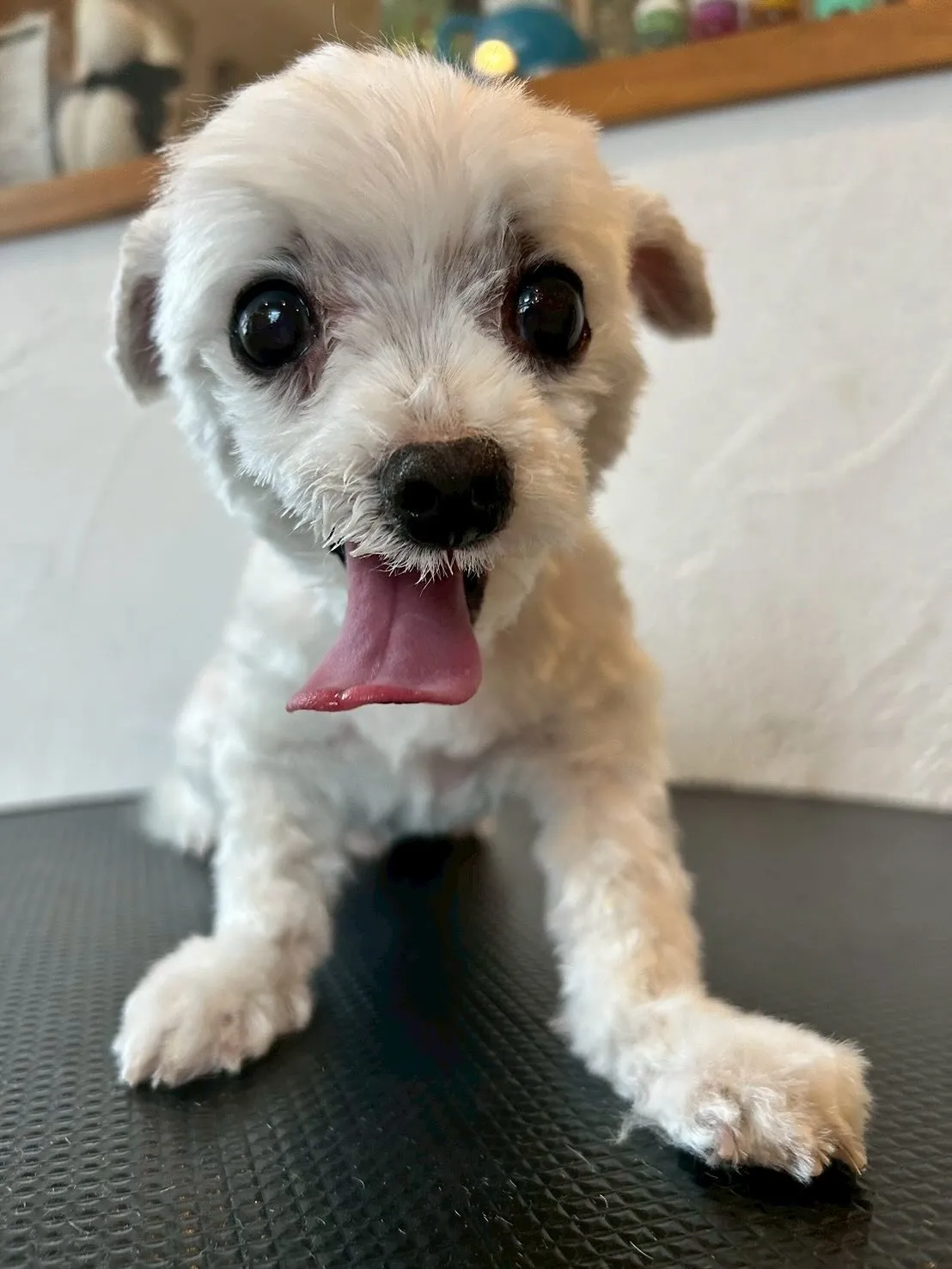 モフモフの仲間たちがいっぱい来てくれました🐶✨